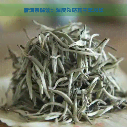 普洱茶解读：深度领略其千年风华