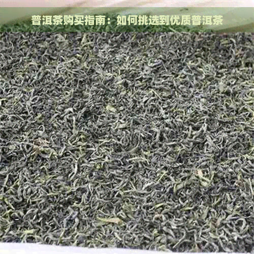 普洱茶购买指南：如何挑选到优质普洱茶