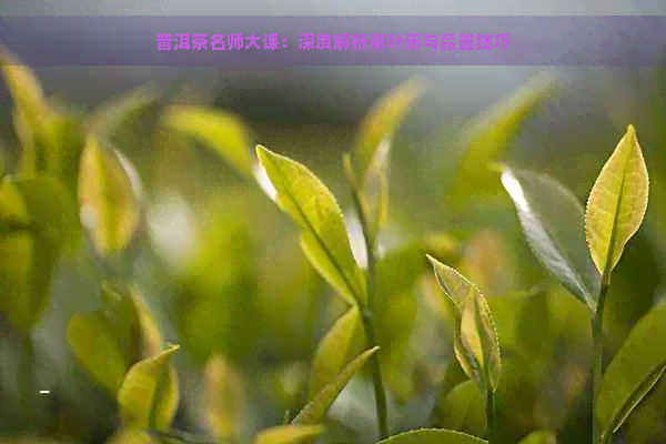 普洱茶名师大课：深度解析茶叶历与品鉴技巧