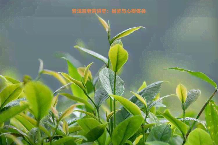 普洱茶老茶讲堂：品鉴与心得体会