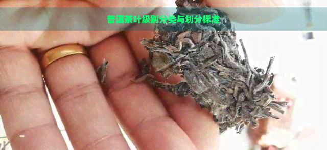 普洱茶叶级别分类与划分标准