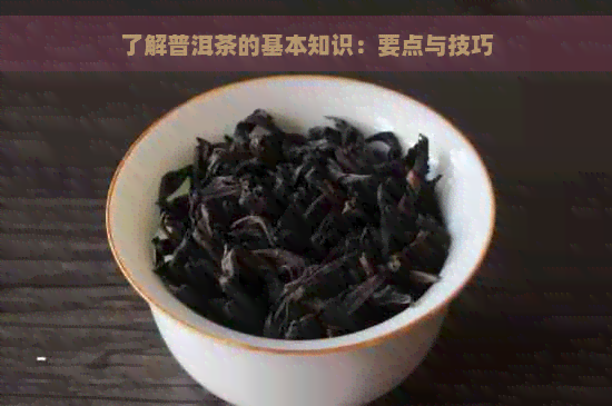 了解普洱茶的基本知识：要点与技巧