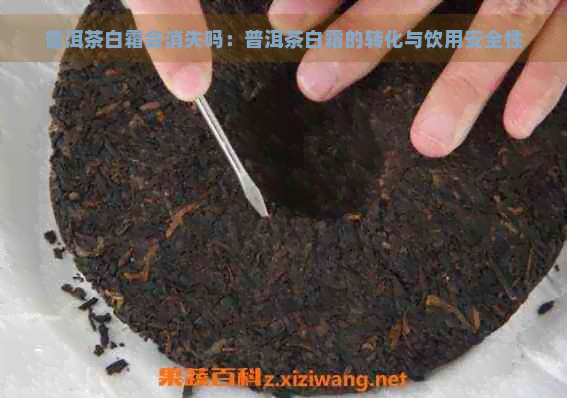 普洱茶白霜会消失吗：普洱茶白霜的转化与饮用安全性