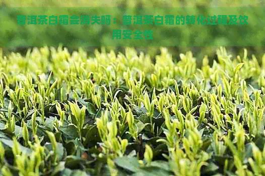 普洱茶白霜会消失吗：普洱茶白霜的转化过程及饮用安全性