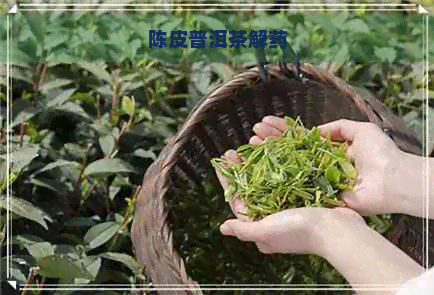 陈皮普洱茶解药