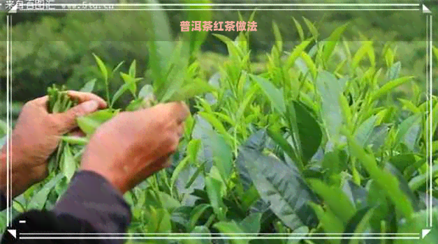 普洱茶红茶做法