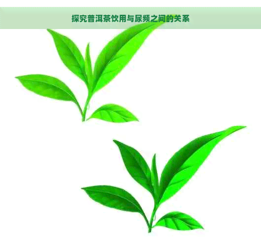 探究普洱茶饮用与尿频之间的关系