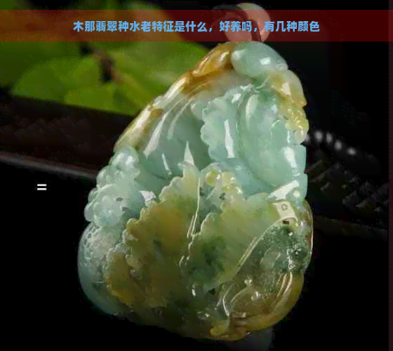 木那翡翠种水老特征是什么，好养吗，有几种颜色