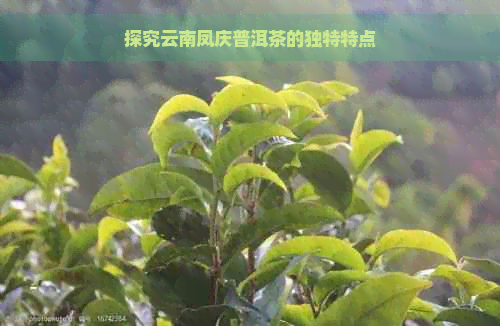 探究云南凤庆普洱茶的独特特点