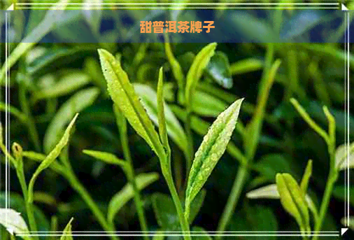 甜普洱茶牌子