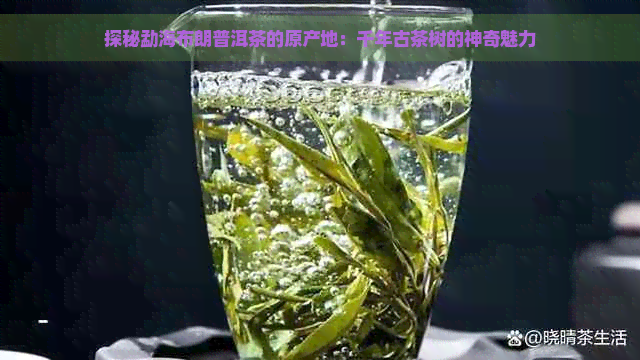 探秘勐海布朗普洱茶的原产地：千年古茶树的神奇魅力