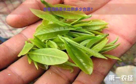 煮普洱茶茶水比例多少合适？