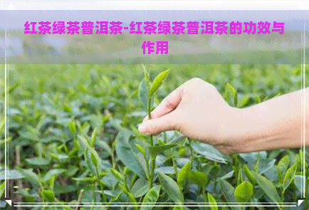 红茶绿茶普洱茶-红茶绿茶普洱茶的功效与作用