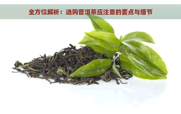 全方位解析：选购普洱茶应注意的要点与细节