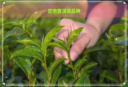 芒市普洱茶品种