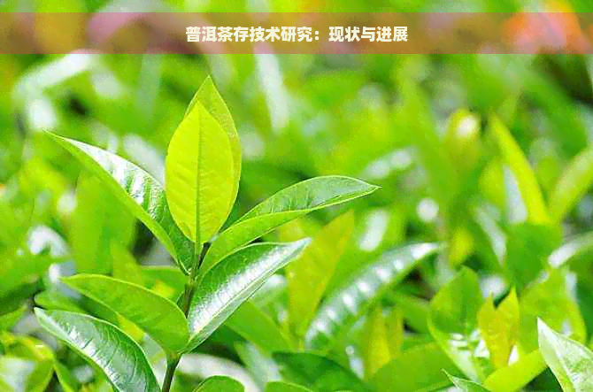 普洱茶存技术研究：现状与进展