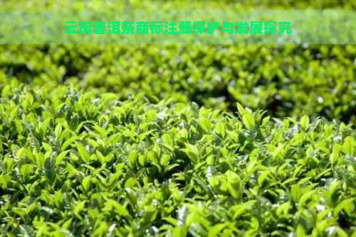 云南普洱茶商标注册保护与发展探究