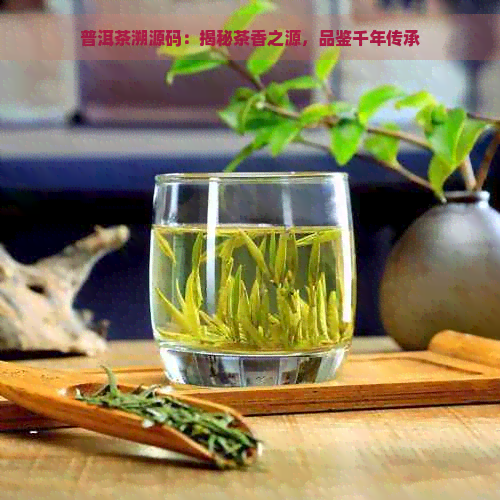 普洱茶溯源码：揭秘茶香之源，品鉴千年传承