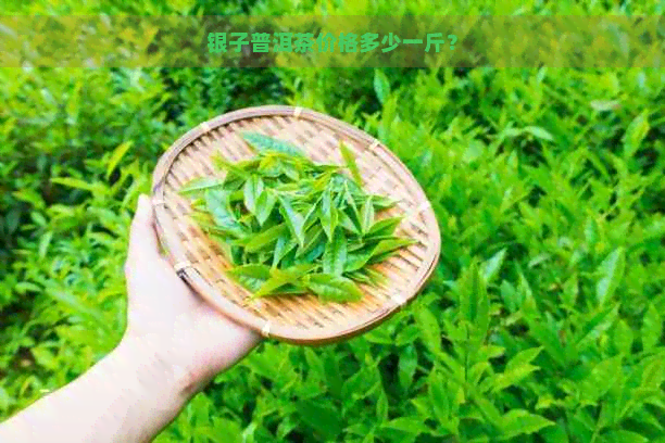 银子普洱茶价格多少一斤？