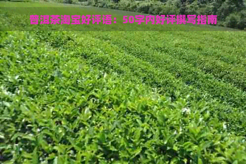 普洱茶淘宝好评语：50字内好评撰写指南