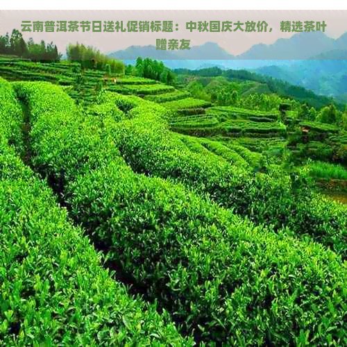 云南普洱茶节日送礼促销标题：中秋国庆大放价，精选茶叶赠亲友