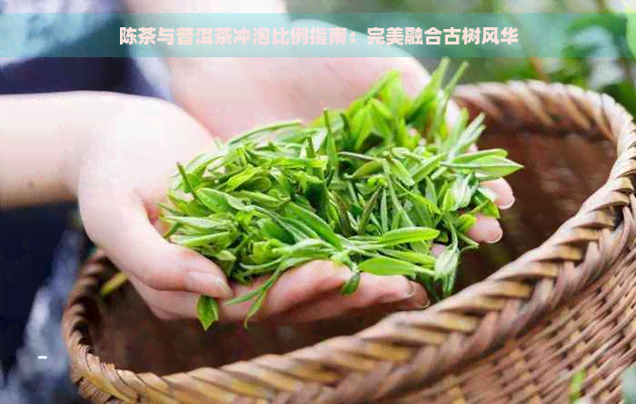 陈茶与普洱茶冲泡比例指南：完美融合古树风华