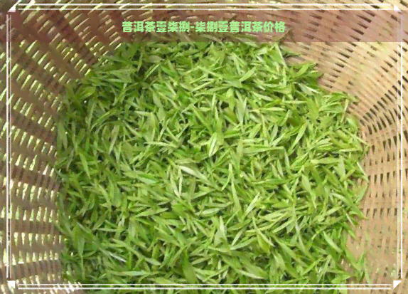 普洱茶壹柒捌-柒捌壹普洱茶价格