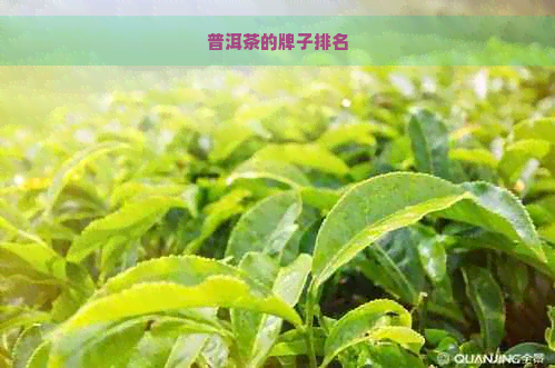 普洱茶的牌子排名