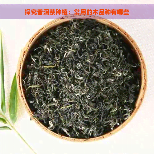 探究普洱茶种植：常用的木品种有哪些