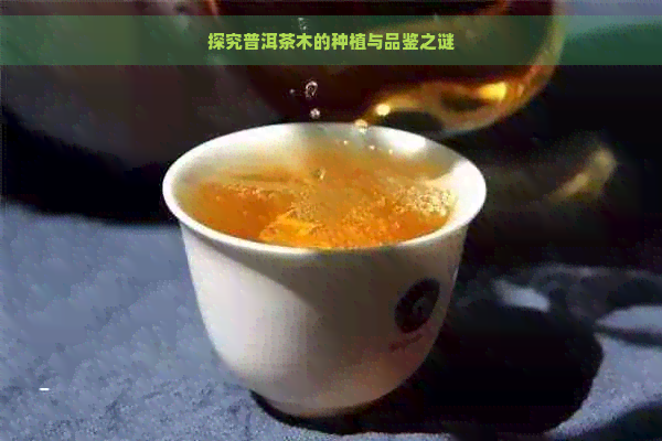 探究普洱茶木的种植与品鉴之谜