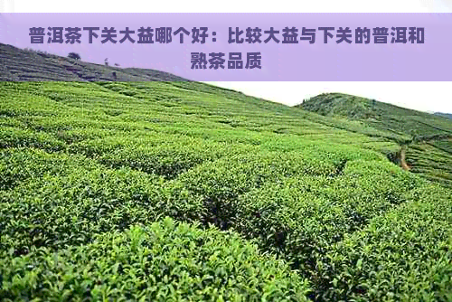 普洱茶下关大益哪个好：比较大益与下关的普洱和熟茶品质