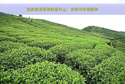 龙珠普洱茶用料是什么：功效与作用解析