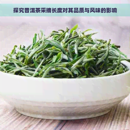 探究普洱茶采摘长度对其品质与风味的影响