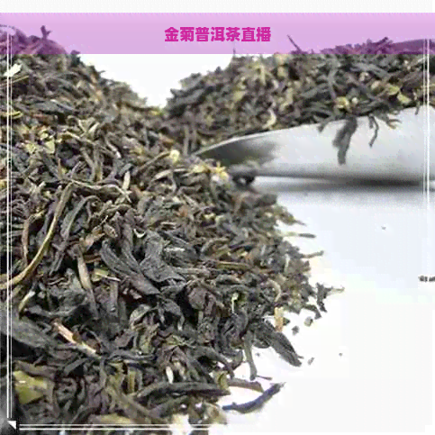 金菊普洱茶直播