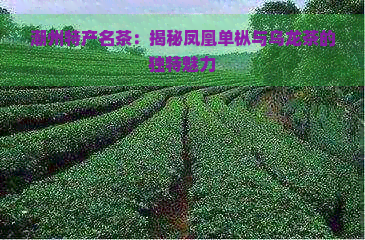 潮州特产名茶：揭秘凤凰单枞与乌龙茶的独特魅力