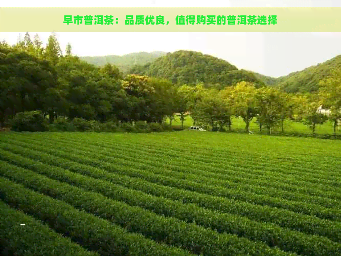 早市普洱茶：品质优良，值得购买的普洱茶选择