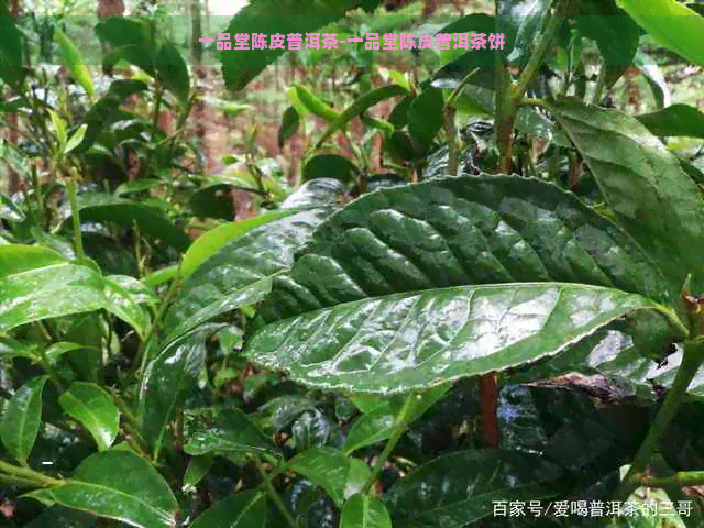 一品堂陈皮普洱茶-一品堂陈皮普洱茶饼