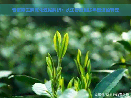 普洱茶生茶陈化过程解析：从生普洱到陈年普洱的转变