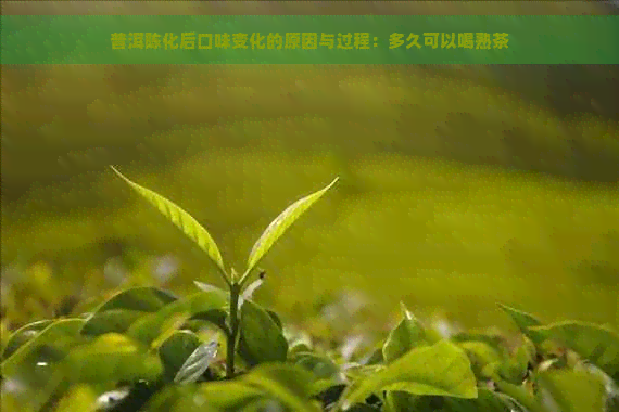 普洱陈化后口味变化的原因与过程：多久可以喝熟茶