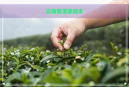 云南普洱茶技术