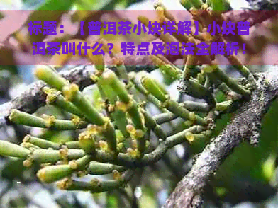 标题：【普洱茶小块详解】小块普洱茶叫什么？特点及泡法全解析！