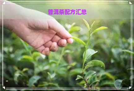 普洱茶配方汇总