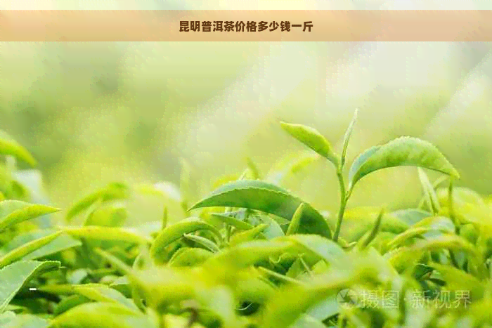 昆明普洱茶价格多少钱一斤