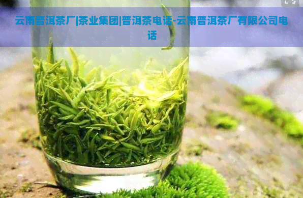 云南普洱茶厂|茶业集团|普洱茶电话-云南普洱茶厂有限公司电话