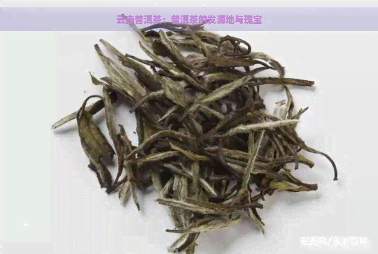 云南普洱茶：普洱茶的发源地与瑰宝