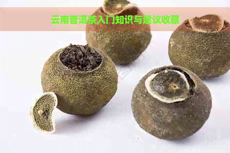 云南普洱茶入门知识与建议收藏