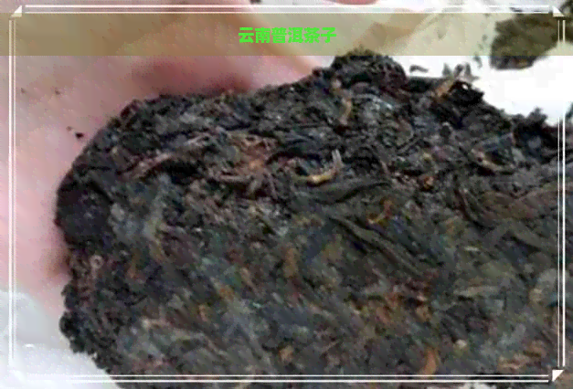 云南普洱茶子