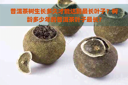 普洱茶树生长多久才能达到最长叶子？树龄多少年的普洱茶叶子最长？