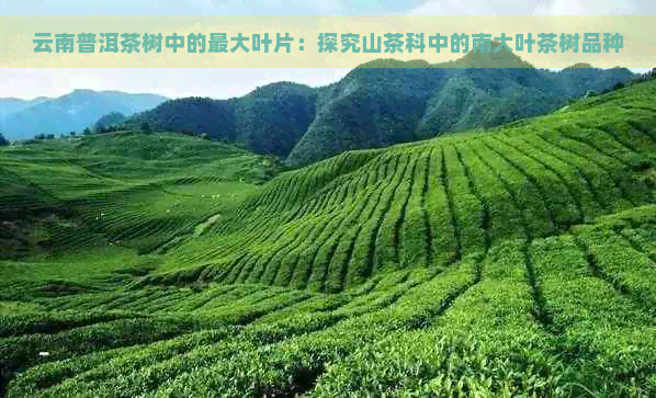 云南普洱茶树中的更大叶片：探究山茶科中的南大叶茶树品种