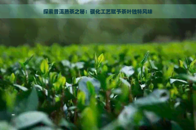 探索普洱熟茶之秘：碳化工艺赋予茶叶独特风味